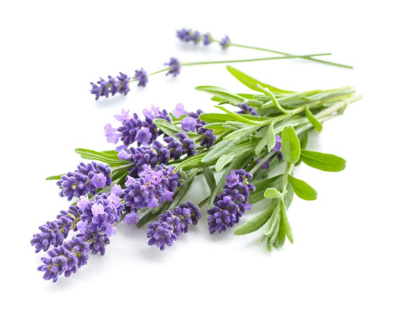 Lavanda